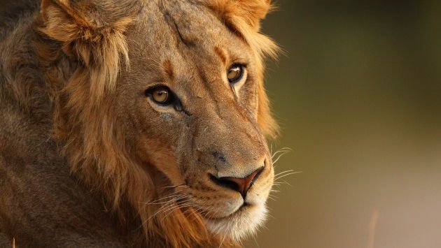 "Varias especies de animales que estaban relativamente seguras hace 10 o 20 años —como leones o jirafas— están ahora en peligro", revela la investigación. (GETTY)