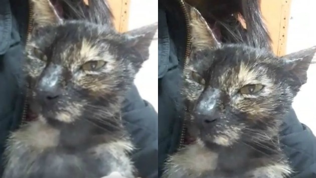 Reciente imagen de gatita 'Dansey' tras tratamiento en veterinaria.