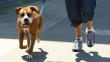 Día del Perro: 'Caminatón 3k' para celebrar al engreído de cuatro patas en Surco