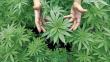 Cedro se mostró a favor del uso medicinal del cannabis