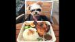 Un perrito aficionado a la comida llama la atención en Instagram (y sí, te dará hambre) [FOTOS]