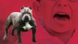 Callao: Menor se encuentra grave tras ser atacado por un perro pitbull [VIDEO]