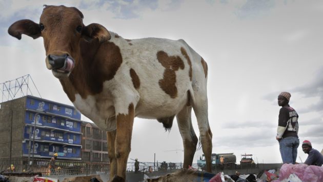 Bolivia: Crean sistema para desestresar vaquitas y así aumentar su producción de leche. (EFE)