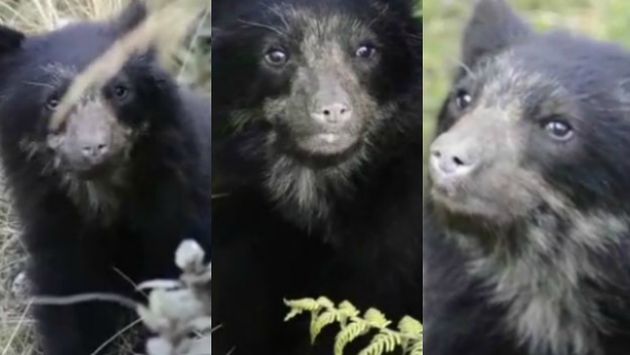 El oso de anteojos busca reinsertarse a su hábitat en Machu Picchu.