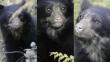 Este oso de anteojos busca regresar en Machu Picchu tras incendio [VIDEO]