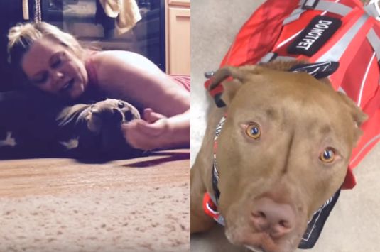 YouTube: Conoce a 'Colt' el perro que protege a su dueña de las convulsiones epilépticas (YouTube/Service Dog Colt)