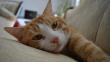 'Día internacional del gato': ¿Por qué hay una fecha que celebra a los mininos? [VIDEO]