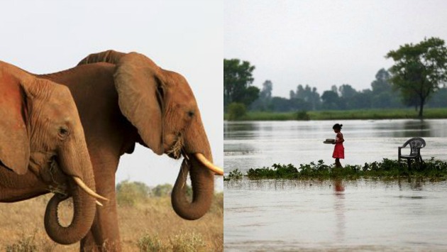 Los elefantes ayudaron a rescatar a los turistas.