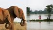 Elefantes ayudan a rescatar a cientos de turistas en las inundaciones de Nepal