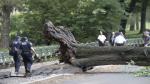 Nueva York: Un árbol cayó en Central Park y aplastó a una mujer y tres niños (AP)