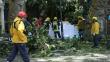 Caída de un árbol de 200 años de antigüedad deja 13 muertos