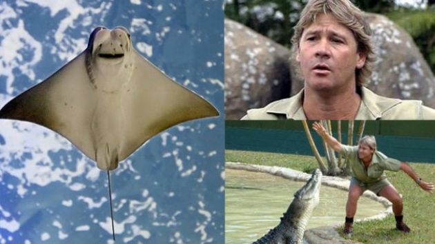 El 'Cazador de Cocodrilos': siete episodios en la vida de Steve Irwin |  ESPECTACULOS | PERU21